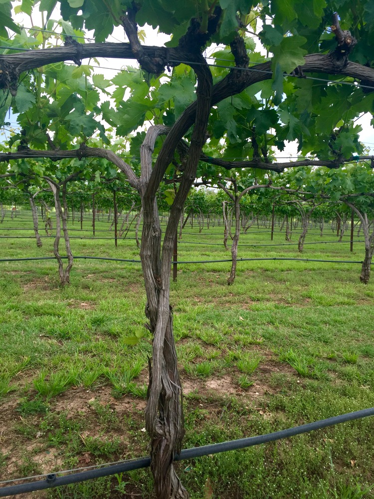 Grape vines at Eden Hill Vineyards, Collin County, Texas Stephen B